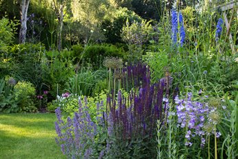 Borders around the formal lawn in evening light. Second summer
