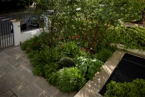 Sheila Jack MSGLD - Notting Hill Garden. Photograph © Alister Thorpe
