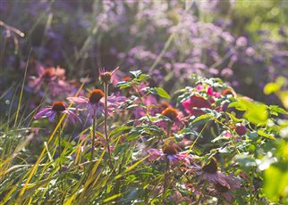 Signature Planting - Bold, Vibrant and Biodiverse