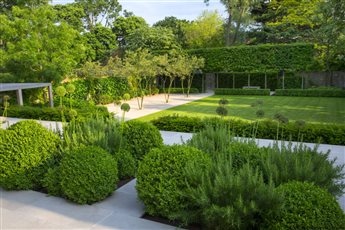 This formal structured garden has a central water feature, a large lawn, 'cloud' planting and a gravel boules court .  Pleached hornbeams set the end of the garden apart from the  main garden and at the request of our client, planting is mainly green