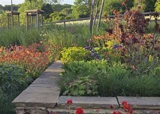 geums and euphorbias in the evening sun