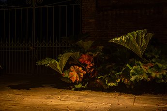 Garden lighting design and installation by Mark Packham, Garden and Landscape Lighting Designer at Garden Spark 
Planting colours highlighted and gently illuminated 