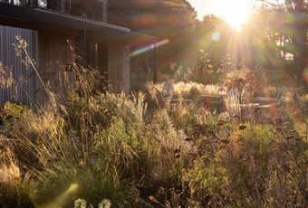 Fire pit seating area in autumn on a coastal project in East Lothian, near Edinburgh.  A mixture of dry loving, heat tolerant grasses and perennials surround a sunken gravel evening terrace