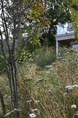 Meadow and naturalistic planting at design home in Sidmouth, Devon