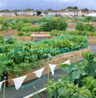 Braehead Community Garden (1)