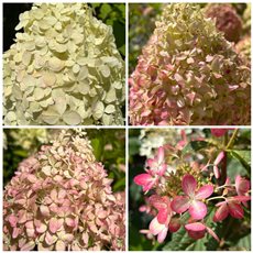 Beautiful selection of Hydrangeas