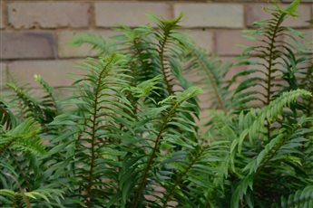 Fern detail bold planting design, Maresfield, East  Sussex 